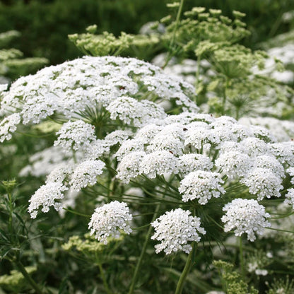 Queen Anne's Lace Flower Seeds - 1000+ Non-GMO Perennial Ammi Seeds for Outdoor Planting