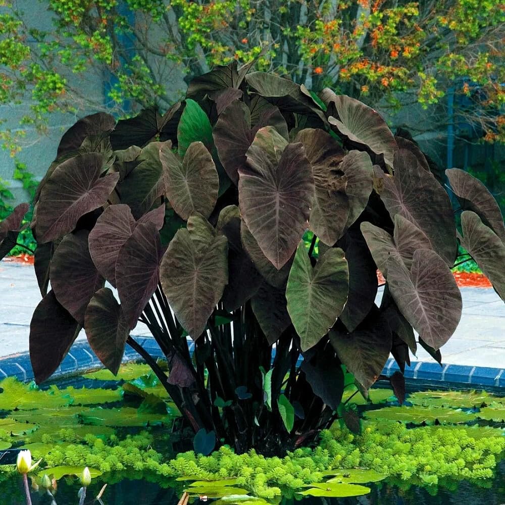 Live Plant - Black Magic - Colocasia esculenta- Elephant Ear - Small Rooted Starter Plant