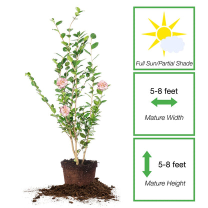 Perfect Plants Live High Fragrance Camellia in 3 Gallon Grower's Pot | Evergreen Perennial That Loves Shade | Air Purifier with Beautiful Flowers and Sweet Blossom Scent