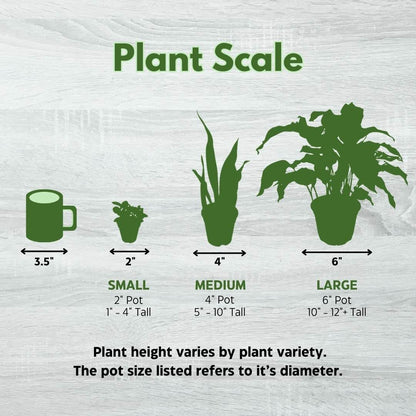 BubbleBlooms Alocasia Regal Shield in a 6 inch Pot Black Elephant Ear, Upright