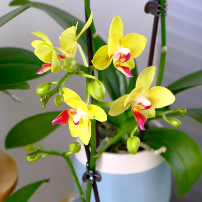 Premium Yellow Live Orchid Plant Blooming in 3.5" Blue & White Orchid Pot, Live Plants, Houseplant Gifts, Approx. 16" Tall, Pet Friendly Houseplants, Phalaenopsis Moth Flower by Plants for Pets