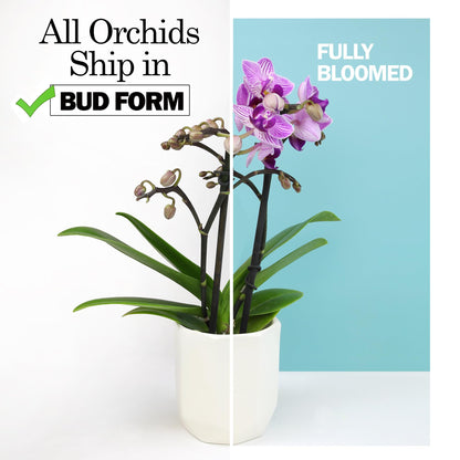 Large Purple Live Orchids Blooming in 5" Blue & White Orchid Pot, Pet Friendly Live Plant Gifts for Plant Lovers, Approx. 22"+ Tall, Real Houseplants, Phalaenopsis Moth Flowers by Plants for Pets