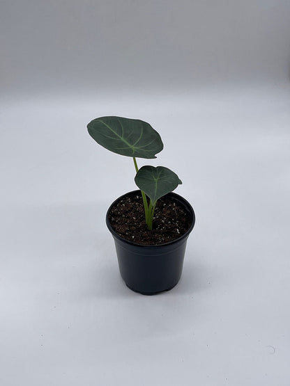 BubbleBlooms Alocasia Regal Shield in a 4 inch Pot Very Rare Elephant's Ear