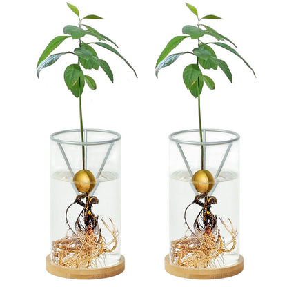 2 Pack Avocado Tree Growing Kits, Avocado Growing Vase Wooden Base Avocado Seed Starter Vase Glass Plant Pot Easy Seed Sprout Starter Gift for Women Gardening Lovers Home Office Table Decoration