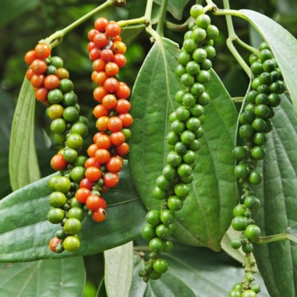 2 Black Pepper Plants, 4-7" Tall Black Pepper Plant Live, Piper Nigrum Starter Plant, Well Rooted for Garden Growing