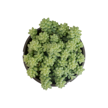 6" Sedum Burrito, Burros Tail Succulent Plants Live Succulent, Sedum Plants Live Succulents Plants Live Houseplants Live Indoor Plants Live Plants Indoor House Plants Indoors Live by Plants for Pets
