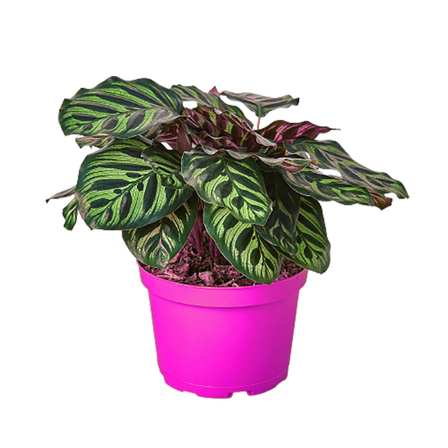 10 Pack Calathea 'Makoyana' in 4in Pot - Live Tropical Houseplant - Easy to Grow | Air Purifying | Pet Friendly | Variegated | USA Growers | The Snobby Leaf
