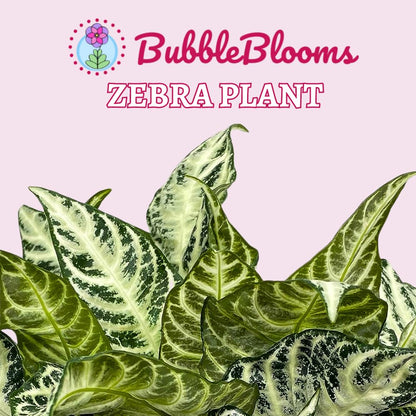 BubbleBlooms Saffron Spike Zebra Plant, Aphelandra squarrosa, Zebraplant in a 4 inch Pot