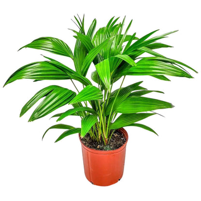 Fountain Palm Tree - Fan Palm - Overall Height 30" to 32" - Large Plant - Houseplant - Tropical Plants of Florida (Plant Only)
