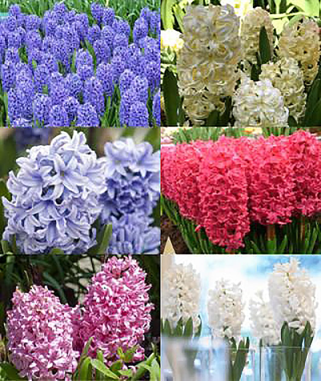 5 Fondant Pink Hyacinth Bulbs