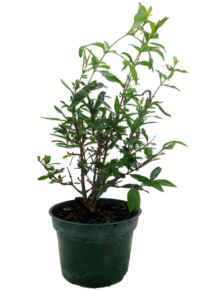 Dwarf Pomegranate Plant - Punica - Bonsai/Houseplant/Outdoors - Edible - 4" Pot