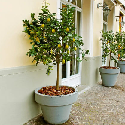 Brighter Blooms - Meyer Lemon Tree, 1-2 ft. - No Shipping to AK, AL, AZ, CA, FL, GA, HI, LA, MS, OR, TX