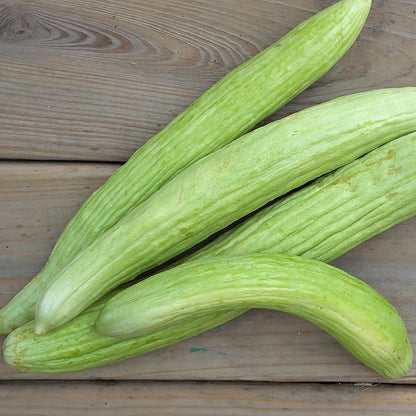 Armenian Striped Snake Cucumber Seeds - 75+ Seeds…