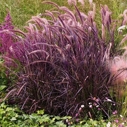 2 Grass Ornamental Grasses Seedlings, Live Grass Perennial Hardy Ornamental Plants, Outdoor Planting, 5-9" Tall (Purple Fountain)