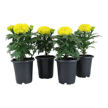 Yellow African Marigold Flower (4 Pack), Outdoor Flowering Plants, Easy Outdoor Gardening, Real Marigolds, Flowers for Garden, Porch & Patio Plants by Plants for Pets