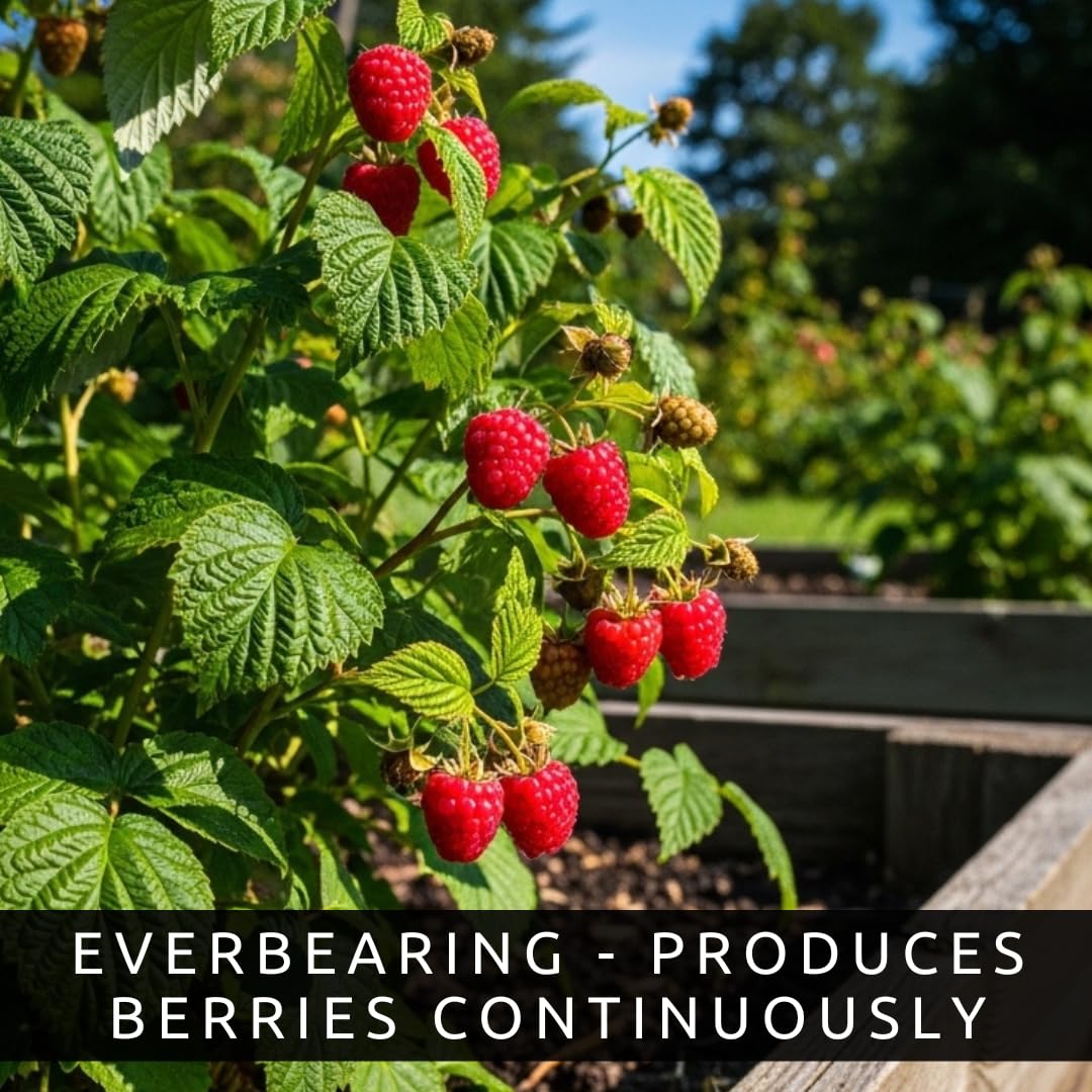 5 Heritage Everbearing Red Raspberry Plants (5 Lrg 2yr Bare Root Canes) Zone 3-8