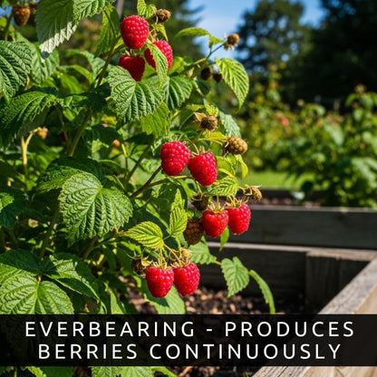 5 Heritage Everbearing Red Raspberry Plants (5 Lrg 2yr Bare Root Canes) Zone 3-8