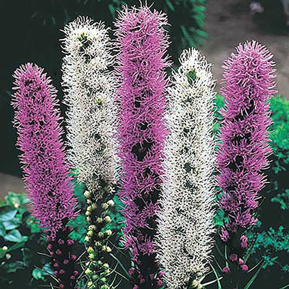 White Liatris Spicata - 5 Bulbs, Blazing Star Plant, Elegant Perennial Liatris, Ideal for Garden Beds & Borders, Easy to Grow, Stunning Vertical White Flowers for Landscapes - Largest Size Corms