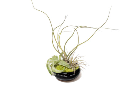 Air Plant Shop Fully Assembled Tillandsia Air Plant Dish Garden in Black Glazed Container - Wholesale and Bulk - Succulents - Live Tillandsia - Easy Care Indoor and Outdoor House Plants