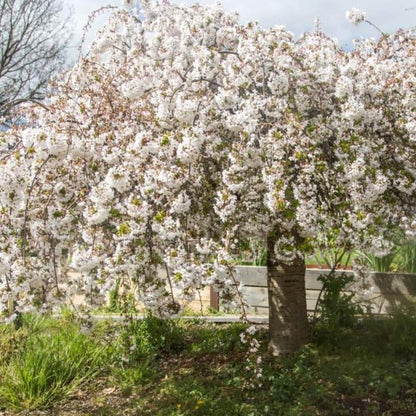 2 Weeping Cherry Blossom Tree Plants, 8 to 12 Inch Tall Live Cherry Blossom Plant in Pot, White Weeping Cherry Blossom Flowers Live Plant, Cherry Blossom Tree Live Ready to Plant