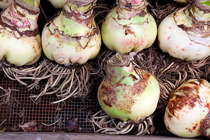 Apple Blossom Amaryllis – 28-30 cm Bare Root Bulb – 2-3 Stalks with Pink and White Flowers – Ideal for Indoor & Outdoor Planting – Easy to Grow Amaryllis Bulb