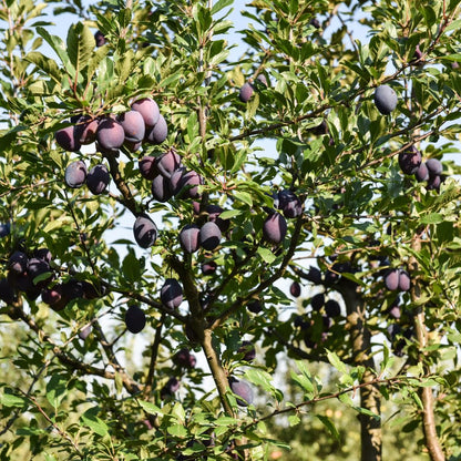 Methley Plum Trees Live Plants, Live Plum Tree in 3 Gal Pot, Large Plant from 3 Feet Tall, Sweet and Juice Fruit for Outdoor Gardening, No Ship to CA