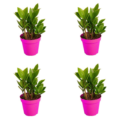 4 Pack Zamioculcas Zamiifolia ZZ in 4in Pot - Live Plants Tropical Houseplants | Variegated | USA Growers | The Snobby Leaf