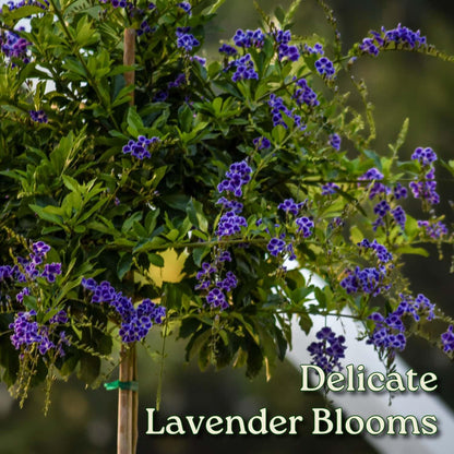 Duranta Tree Live Plant - Purple Showers - Overall Height 36" to 42" - Tropical Plants of Florida (Plant in Growers Pot)