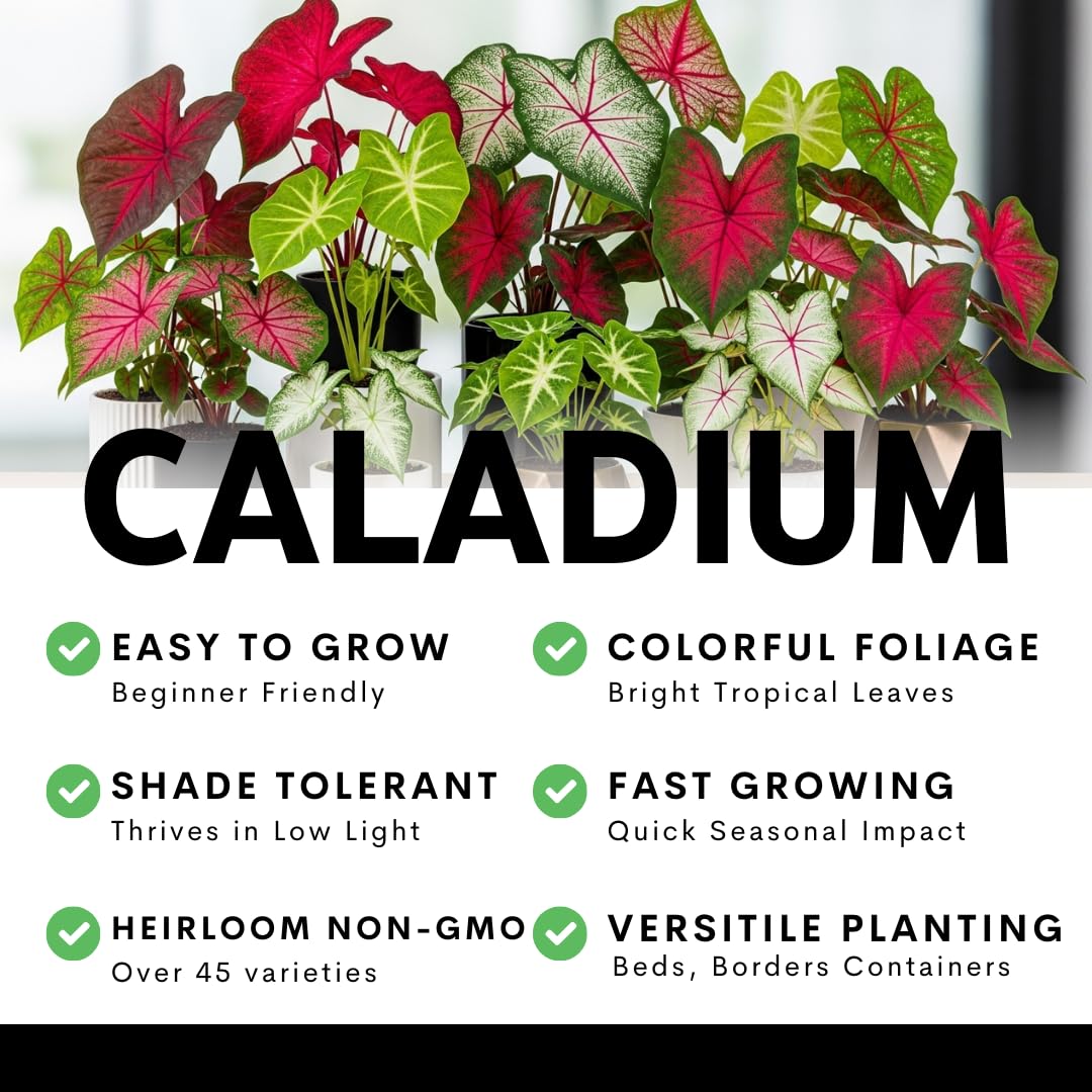 6 Heart and Soul Caladium Bulbs for Planting - Beautiful Spotted Leafs Stand Out - Perennial Hosta, Elephant Ears, Fancy (6 Bulbs)
