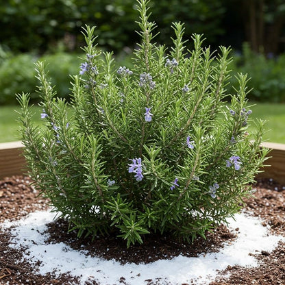 Rosemary Herb Plant Live 6-8'' Tall, Hardy Fragrant Rosemary Plants, Starter Herb in 4'' Pot, Outdoor Growing