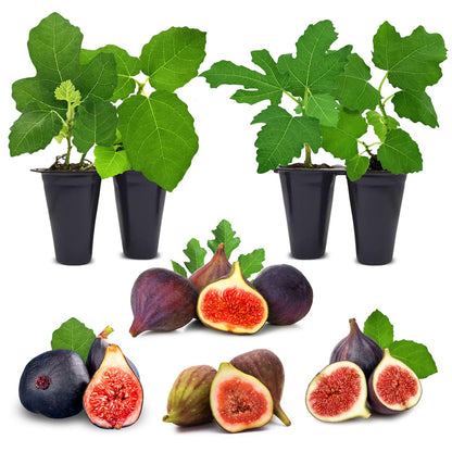 Fig Tree. Set of 4 Starter Live Plants (Collection)
