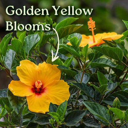 Tropical Plants of Florida Dwarf Yellow Hibiscus Bush Live Plant Red Throat - 3 Gallon 22 to 26 Inch Tall Tropical Flowering Shrub Patio Garden Plant