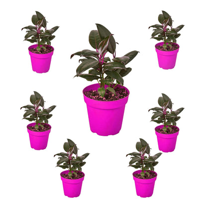 7 Pack Ficus Elastica 'Burgundy' in 6in Pot - Live Plants Tropical Houseplants | Variegated | USA Growers | The Snobby Leaf