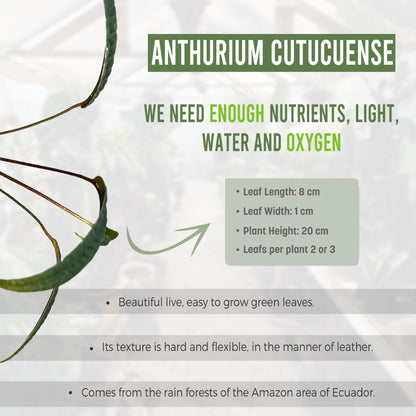LEAL PLANTS ECUADOR Anthurium Cutucuense| Exotic Green Indoor Houseplant | Rare Anthurium Live Plant for Home Decor | Low Maintenance Tropical Plant for Living Room | Unique Heart-Shaped Foliage