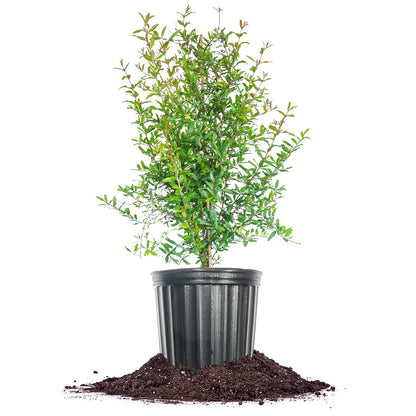 Russian Pomegranate in a 3 Gal. Grower's Pot | Cold Hardy Drought Tolerant | Yields Large Delicious Fruit | Real Dwarf Fruiting Tree
