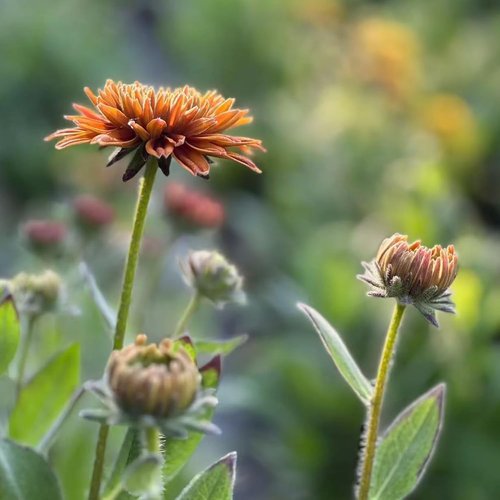 Black Eyed Susan Seeds - Heirloom Rudbeckia for Vibrant Autumn Gardens | 500 Non-GMO Seeds