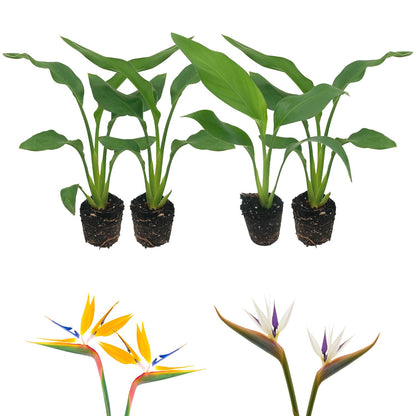 Live Orange & White Birds of Paradise Plant Variety - 'Birds of Paradise' Strelitzia nicolai - ragnaroc Tropical Plant 6-10” Tall - 4ct - Live Arrival Guaranteed - House Plants for Home Decor & Gift