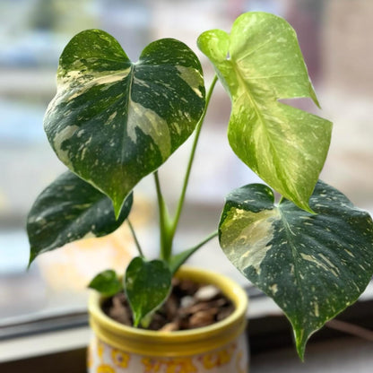 Constellation Monstera Plant, Rare Variegated Monstera Live Plant, Philodendron Houseplant for Indoor Growing, 4 to 6 Inc Tall