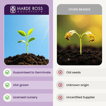 Shirley Poppy Seeds for Planting - 50,000 Fresh Poppy Flower Seeds - Wildflower Seeds to Plant Outside - Re-Seeding Annual - Pet Friendly - Grown in The USA