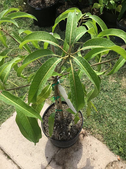 Mango Tree - Live Fruit Tree in a 3 Gallon Pot - Mangifera Indica 'Alphonso' - Tropical Edible Fruit Bearing Tree