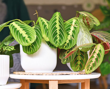 Hopewind Plants Shop Live Plants (2PK) Indoor Plants - Set of Two Maranta Combination (Lemon Lime Prayer Plant, Red Maranta) Rare Variety Set, 4 inch Pot - only from Hopewind Plants Shop