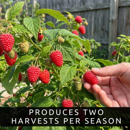 5 Heritage Everbearing Red Raspberry Plants (5 Lrg 2yr Bare Root Canes) Zone 3-8