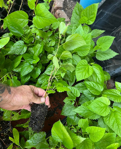 Red Mulberry Tree - Morus Rubra - Live Plant - Not Dwarf