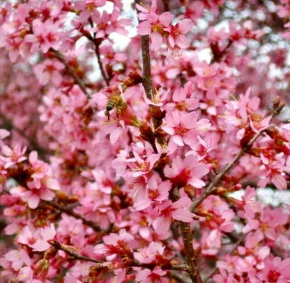 Okame Flowering Cherry Tree - 10-16" Tall Live Plant - Quart Pot - Pink Cherry Blossom Seedling - Prunus 'Okame'