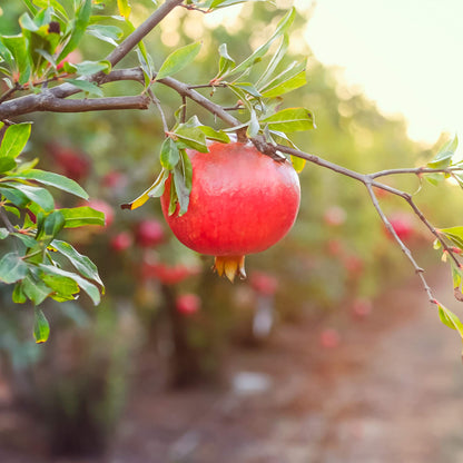 Wonderful Pomegranate 2 Gallon