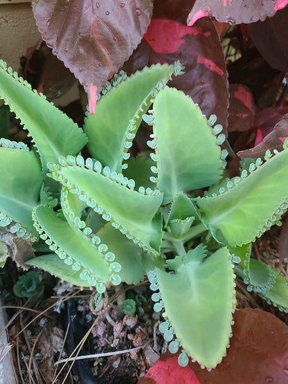 5 Seedling with Roots of Mexican Hat Plant, Kalanchoe, Mother of Thousands-Kalanchoe Daigremontiana-Mexican Hat Live Plant