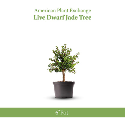 American Plant Exchange Live Dwarf Jade Tree, Miniature Bonsai Tree, Plant Pot for Home and Garden Decor, 6" Pot