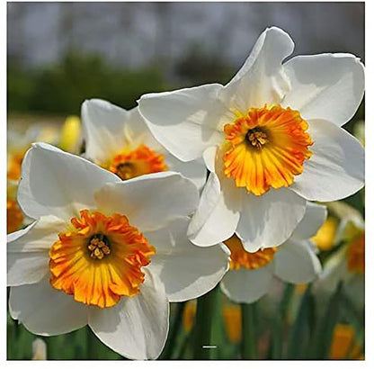 10 Jamestown Narcissus Bulbs - Top Size Daffodil Bulbs