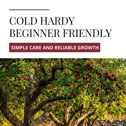 Apple Tree Saplings – 3 Live Apple Trees for Planting, Cold Hardy Fruit Tree Starts for Backyard Orchard, Garden & Container Growing