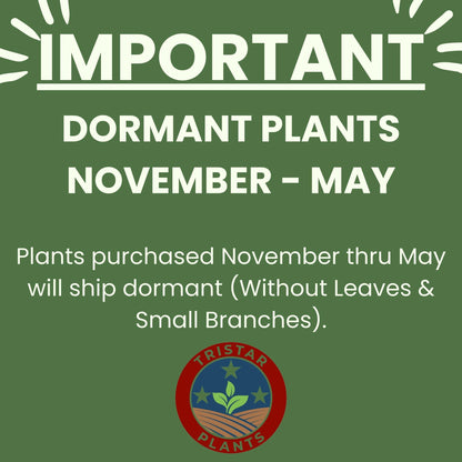 Tristar Plants - Santa Rosa Plum Tree - Sweet & Flavorful Fruit - 1 Gallon Trade Pot